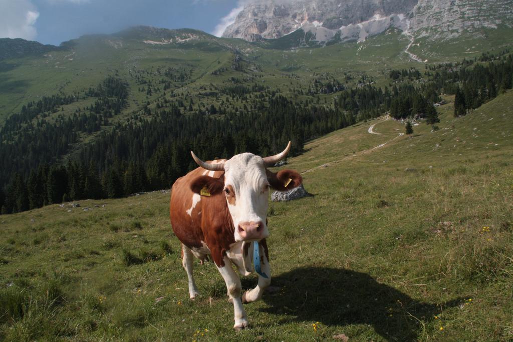 Hotel Ferienanlage Forellenhof Ledenitzen Zewnętrze zdjęcie